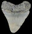 Bargain, Megalodon Tooth - North Carolina #68044-2